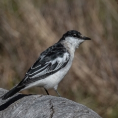 Lalage tricolor (White-winged Triller) at Mount Ainslie - 16 Sep 2023 by rawshorty