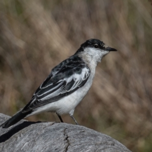 Lalage tricolor at Majura, ACT - 17 Sep 2023 09:16 AM