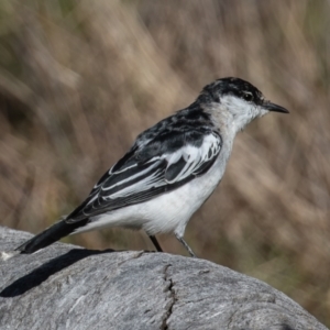 Lalage tricolor at Majura, ACT - 17 Sep 2023