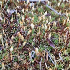 Polytrichum at Stromlo, ACT - 17 Sep 2023 by BethanyDunne