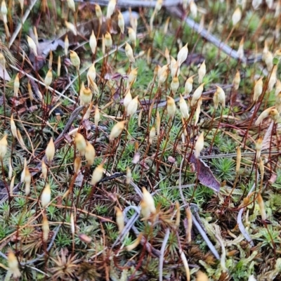 Polytrichum at Piney Ridge - 16 Sep 2023 by BethanyDunne