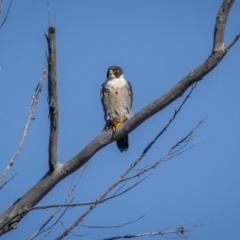 Falco peregrinus (Peregrine Falcon) at Lower Molonglo - 16 Sep 2023 by trevsci