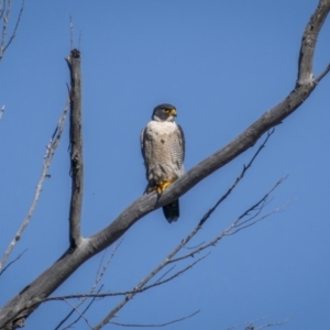 Falco peregrinus at Belconnen, ACT - 17 Sep 2023 09:37 AM