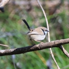 Malurus cyaneus (Superb Fairywren) at Wodonga - 16 Sep 2023 by KylieWaldon