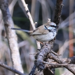 Malurus cyaneus at Wodonga, VIC - 16 Sep 2023 10:24 AM