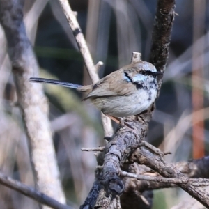 Malurus cyaneus at Wodonga, VIC - 16 Sep 2023