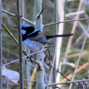 Malurus cyaneus at Wodonga, VIC - 16 Sep 2023 10:24 AM