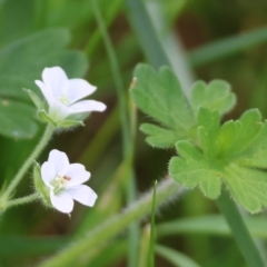 Geranium solanderi var. solanderi at WREN Reserves - 16 Sep 2023 by KylieWaldon