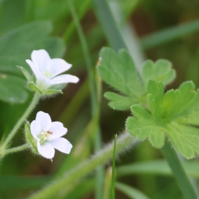 Geranium solanderi var. solanderi at Wodonga, VIC - 16 Sep 2023 by KylieWaldon