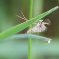 Unidentified Moth (Lepidoptera) at Wodonga, VIC - 16 Sep 2023 by KylieWaldon