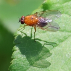 Unidentified Blow fly (Calliphoridae) at WREN Reserves - 16 Sep 2023 by KylieWaldon