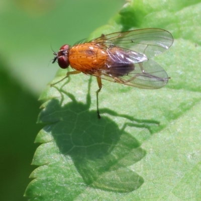 Unidentified Blow fly (Calliphoridae) at WREN Reserves - 16 Sep 2023 by KylieWaldon