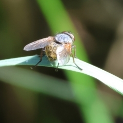 Calliphora stygia at WREN Reserves - 16 Sep 2023 by KylieWaldon