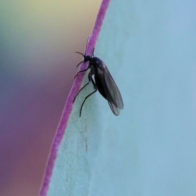 Sciaridae sp. (family) (Black fungus gnat) at Wodonga, VIC - 16 Sep 2023 by KylieWaldon