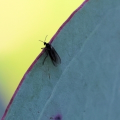 Sciaridae sp. (family) at Wodonga, VIC - 16 Sep 2023