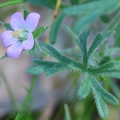 Geranium sp. (Geranium) at Wodonga, VIC - 16 Sep 2023 by KylieWaldon