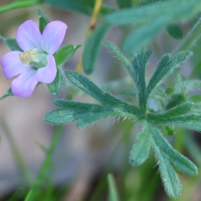 Geranium sp. (Geranium) at Wodonga - 16 Sep 2023 by KylieWaldon