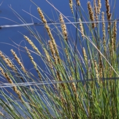 Carex appressa (Tall Sedge) at Wodonga - 16 Sep 2023 by KylieWaldon