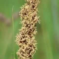 Carex appressa at Wodonga, VIC - 16 Sep 2023 10:42 AM