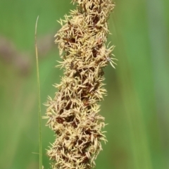 Carex appressa at Wodonga, VIC - 16 Sep 2023
