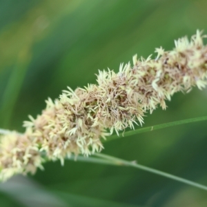 Carex appressa at Wodonga, VIC - 16 Sep 2023