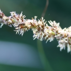 Carex appressa at Wodonga, VIC - 16 Sep 2023 10:42 AM