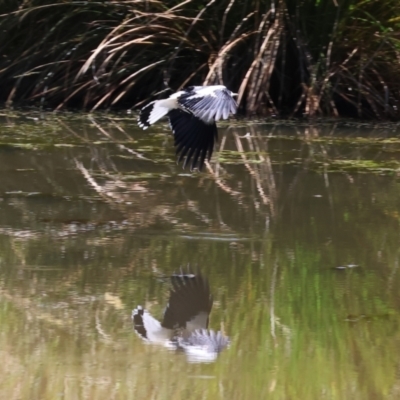 Grallina cyanoleuca (Magpie-lark) at WREN Reserves - 16 Sep 2023 by KylieWaldon