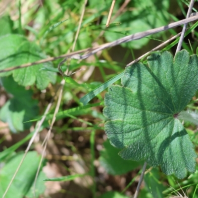 Hydrocotyle laxiflora (Stinking Pennywort) at Wodonga - 16 Sep 2023 by KylieWaldon
