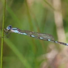 Austrolestes leda (Wandering Ringtail) at Wodonga - 16 Sep 2023 by KylieWaldon