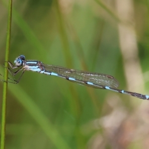 Austrolestes leda at Wodonga, VIC - 16 Sep 2023 10:35 AM