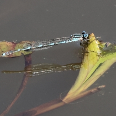 Austrolestes leda (Wandering Ringtail) at WREN Reserves - 16 Sep 2023 by KylieWaldon