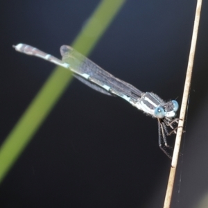 Austrolestes leda at Wodonga, VIC - 16 Sep 2023 10:37 AM