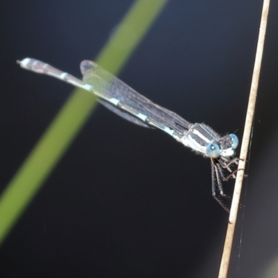 Austrolestes leda (Wandering Ringtail) at WREN Reserves - 16 Sep 2023 by KylieWaldon