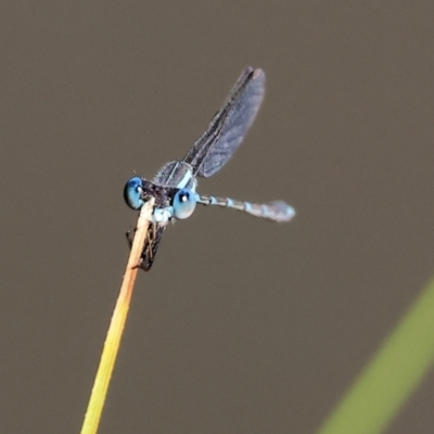 Austrolestes leda (Wandering Ringtail) at Wodonga, VIC - 16 Sep 2023 by KylieWaldon