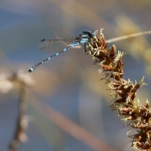 Austrolestes leda at Wodonga, VIC - 16 Sep 2023