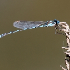 Austrolestes leda (Wandering Ringtail) at Wodonga - 16 Sep 2023 by KylieWaldon