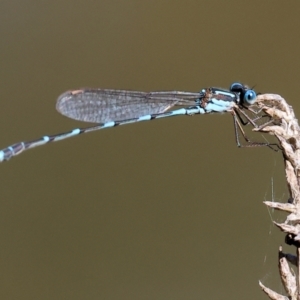 Austrolestes leda at Wodonga, VIC - 16 Sep 2023 10:41 AM