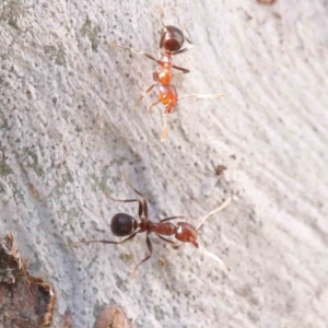 Papyrius sp. (genus) at Acton, ACT - suppressed