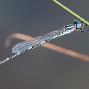 Austrolestes leda at Wodonga, VIC - 16 Sep 2023