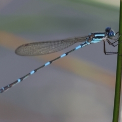 Austrolestes leda (Wandering Ringtail) at WREN Reserves - 16 Sep 2023 by KylieWaldon