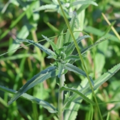 Epilobium billardiereanum subsp. cinereum (Variable Willow-herb) at Wodonga - 16 Sep 2023 by KylieWaldon