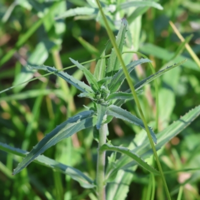 Epilobium billardiereanum subsp. cinereum (Variable Willow-herb) at WREN Reserves - 16 Sep 2023 by KylieWaldon