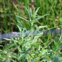 Epilobium billardiereanum subsp. cinereum at Wodonga, VIC - 16 Sep 2023 10:45 AM