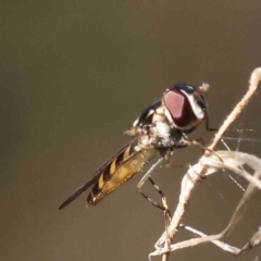 Syrphini sp. (tribe) (Unidentified syrphine hover fly) at Caladenia Forest, O'Connor - 16 Sep 2023 by ConBoekel