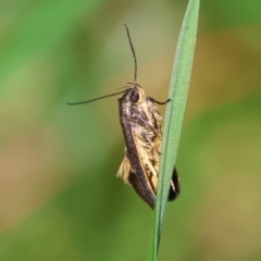 Leistomorpha brontoscopa (A concealer moth) at Wodonga, VIC - 16 Sep 2023 by KylieWaldon