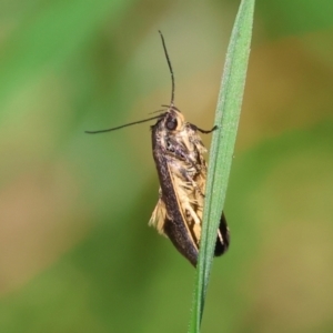 Leistomorpha brontoscopa at Wodonga, VIC - 16 Sep 2023 10:46 AM