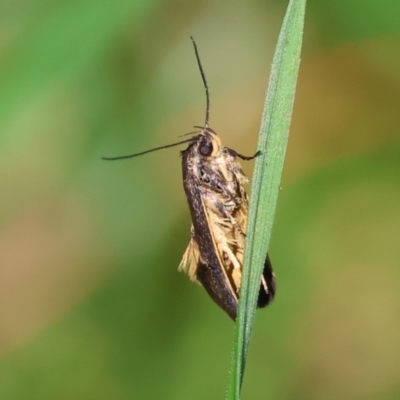 Unidentified Moth (Lepidoptera) at Wodonga - 16 Sep 2023 by KylieWaldon