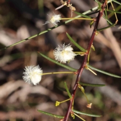 Acacia genistifolia (Early Wattle) at Acton, ACT - 16 Sep 2023 by ConBoekel