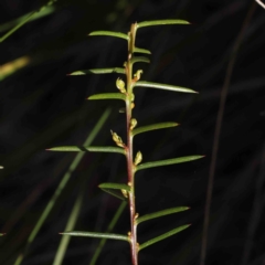 Acacia genistifolia at Acton, ACT - 16 Sep 2023