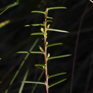 Acacia genistifolia at Acton, ACT - 16 Sep 2023 04:07 PM